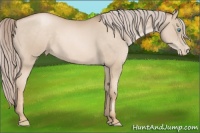 Horse Color:Chocolate Palomino Pearl
