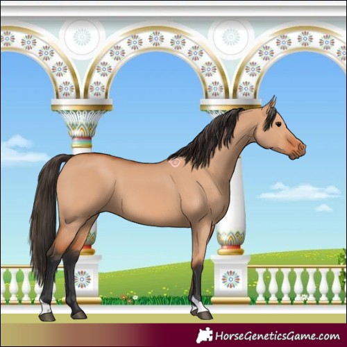 Horse Color:Bay Dun Tobiano 