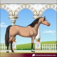 Horse Color:Bay Dun Tobiano 