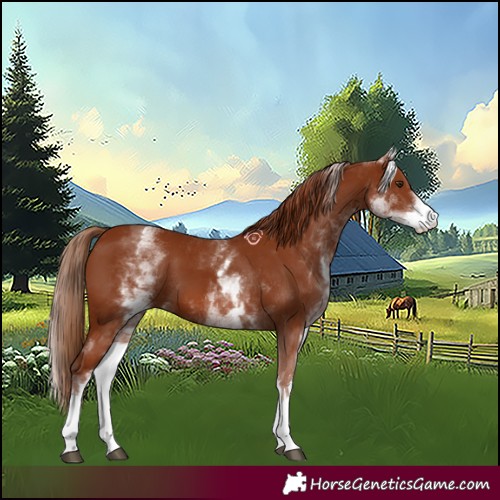 Horse Color:White Spotted Chestnut 