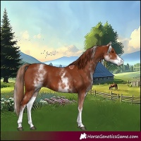 Horse Color:White Spotted Chestnut 