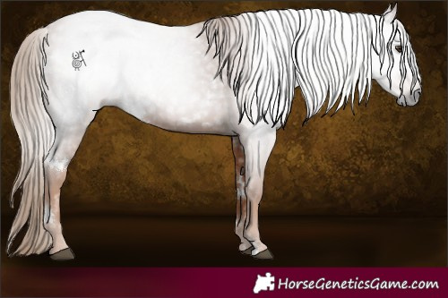 Horse Color:Gray White Spotted Chestnut 