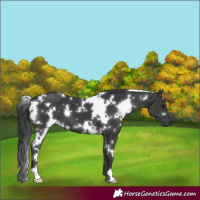Horse Color:White Spotted Black