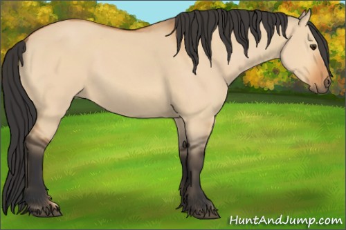 Horse Color:Bay Dun