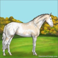 Horse Color:White Spotted Palomino Pearl Splash Appaloosa 