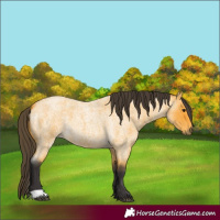 Horse Color:Buckskin Roan 