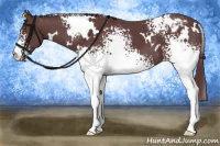 Horse Color:White Spotted Chocolate Black Appaloosa 