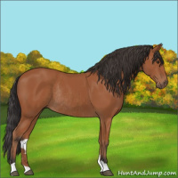 Horse Color:Bay Rabicano 