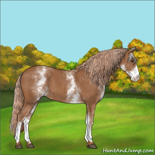 Horse Color:White Spotted Chestnut 