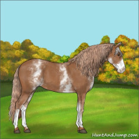 Horse Color:White Spotted Chestnut 