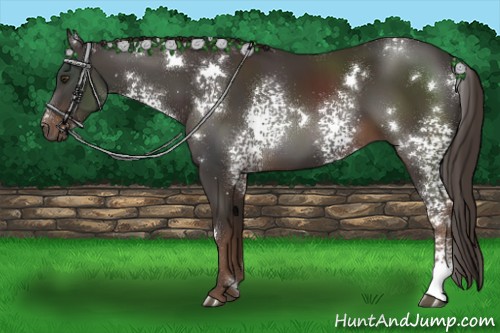 Horse Color:White Spotted Liver Chestnut 