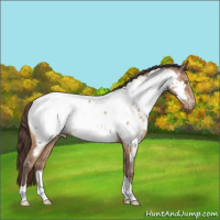 Horse Color:Amber Champagne Tobiano Near Fewspot 