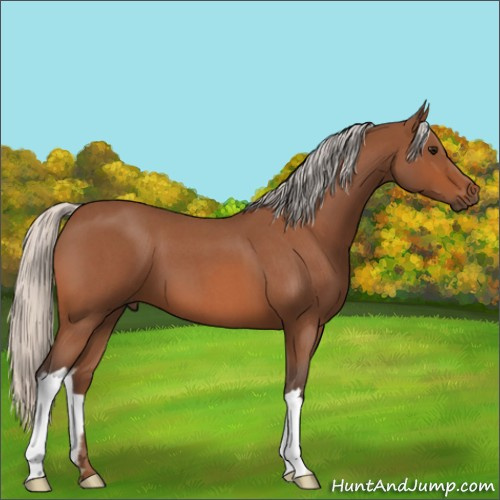 Horse Color:Silver Bay Roan