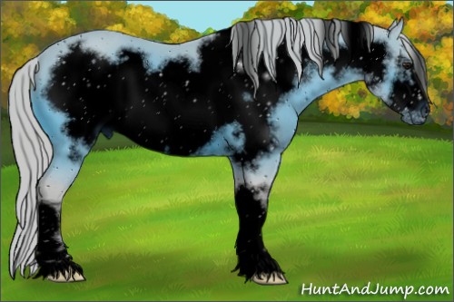 Horse Color:ERROR: UNKNOWN ANOMALY