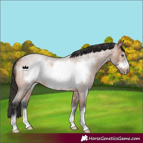 Horse Color:Bay Roan Frame 