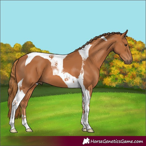 Horse Color:Chestnut Tobiano 