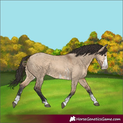 Horse Color:Bay Dun Sabino 