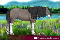 Horse Color:Grullo Splash 