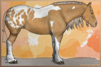 Horse Color:Palomino Sabino Tobiano Appaloosa