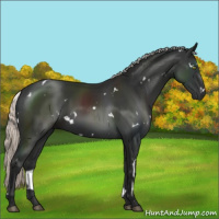 Horse Color:White Spotted Liver Chestnut Mushroom 