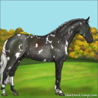 Horse Color:White Spotted Liver Chestnut Mushroom 