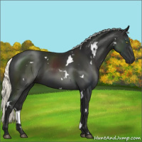 Horse Color:White Spotted Liver Chestnut Mushroom 