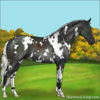 Horse Color:White Spotted Liver Chestnut Mushroom 
