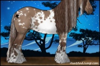 Horse Color:White Spotted Liver Red Dun 
