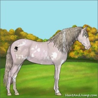Horse Color:Watercolor White Spotted Gold Champagne 