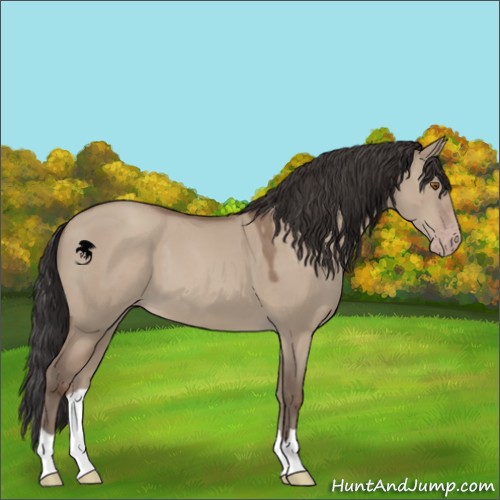 Horse Color:Classic Champagne Dun 