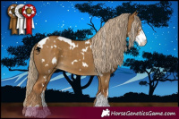 Horse Color:White Spotted Chocolate Palomino Dun Sabino 