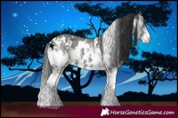 Horse Color:White Spotted Grullo Sabino 