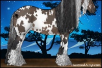 Horse Color:White Spotted Brown Dun 