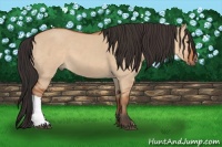 Horse Color:Brown Dun