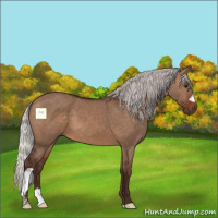 Horse Color:Silver Brown Dun 
