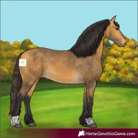 Horse Color:Buckskin 