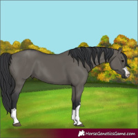 Horse Color:Grullo 