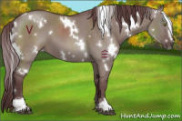Horse Color:White Spotted Chocolate Grullo Sabino 
