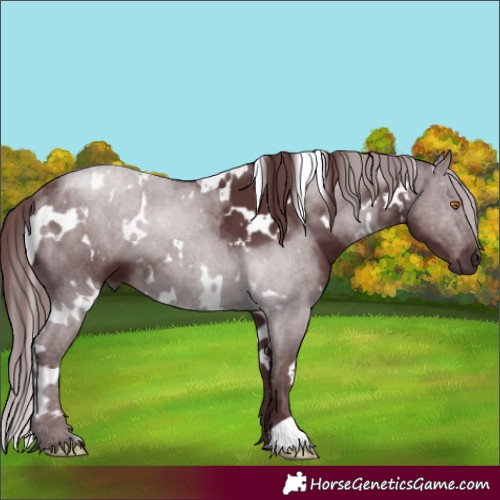 Horse Color:White Spotted Chocolate Black 