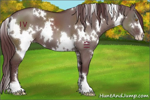 Horse Color:White Spotted Chocolate Grullo Sabino 