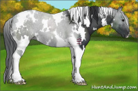 Horse Color:White Spotted Black Tobiano 