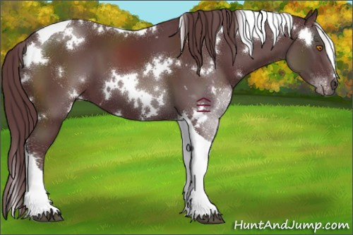 Horse Color:White Spotted Chocolate Black Tobiano 