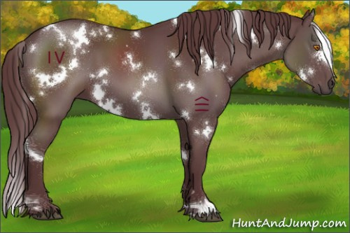 Horse Color:White Spotted Chocolate Black 