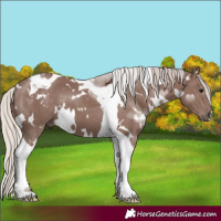 Horse Color:White Spotted Chocolate Silver Black Tobiano 