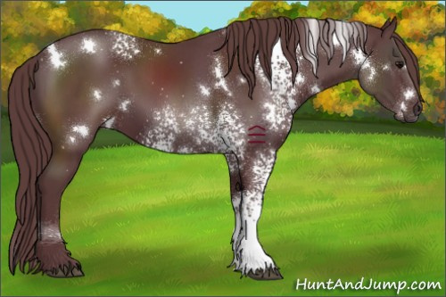 Horse Color:White Spotted Chocolate Black 