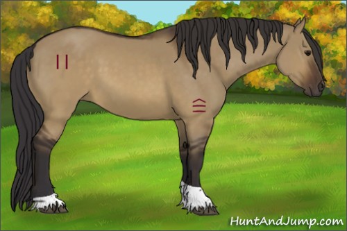 Horse Color:Buckskin Dun Tobiano 