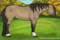 Horse Color:Buckskin Dun Tobiano 