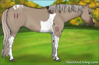 Horse Color:Silver Brown Dun Tobiano 