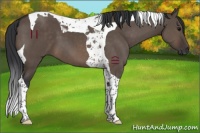 Horse Color:Brown Dun Tobiano 