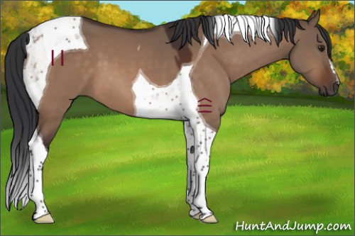 Horse Color:Brown Dun Tobiano 